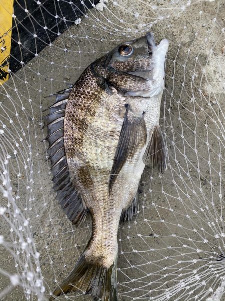 チニングでようやく本命！