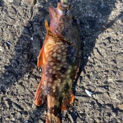 チニング&夜釣り