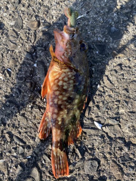 チニング&夜釣り