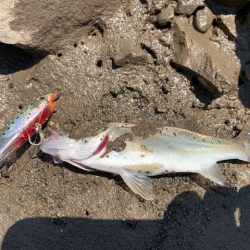 トップ調査の短時間釣行