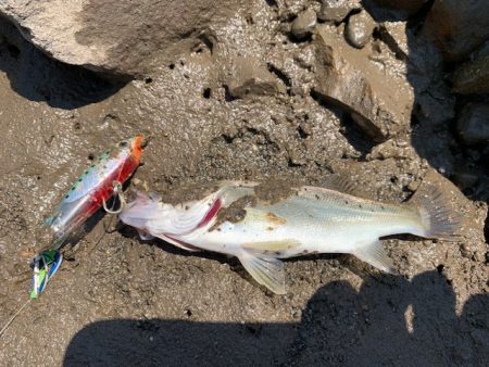 トップ調査の短時間釣行