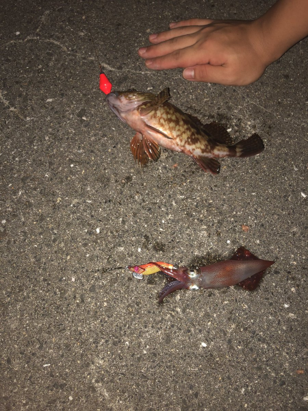 初めてのケンサキイカ