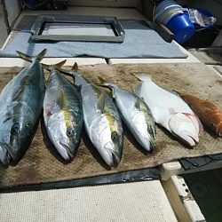 大物釣果速報！●光義丸：平戸市早福港