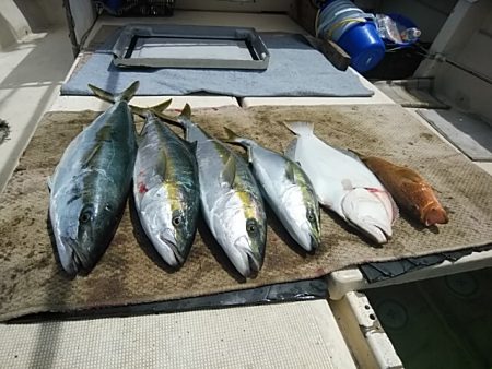 大物釣果速報！●光義丸：平戸市早福港