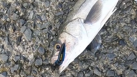 朝マズメ、二日連続釣果！！トップシーバス出た！！60㎝弱！！