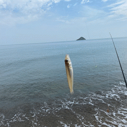 鳥取サーフでキス釣り(2020-2)