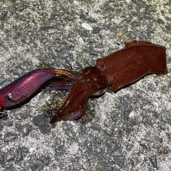 瀬戸内の島ケンサキイカエギング(2020-1)