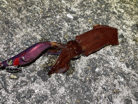 瀬戸内の島ケンサキイカエギング(2020-…