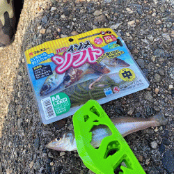 姫路で良型キス釣り(2020-3)