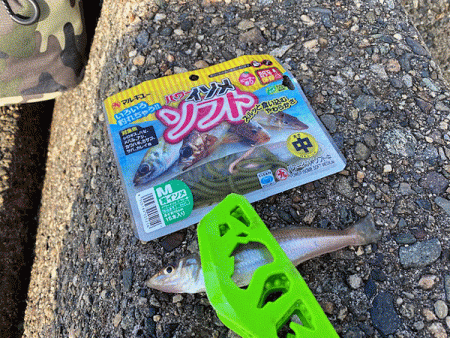 姫路で良型キス釣り(2020-3)