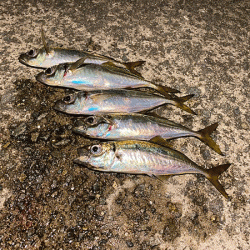 瀬戸内の島アジング(2020-13)