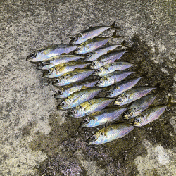 瀬戸内の島アジング(2020-13)