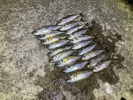 瀬戸内の島アジング(2020-13)