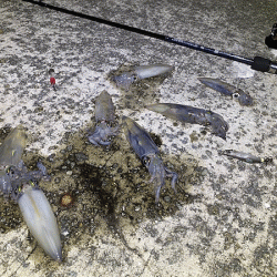 瀬戸内の島ケンサキイカエギング(2020-3)