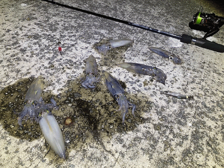 瀬戸内の島ケンサキイカエギング(2020-3)