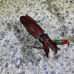 瀬戸内の島ケンサキエギング（2020-4)