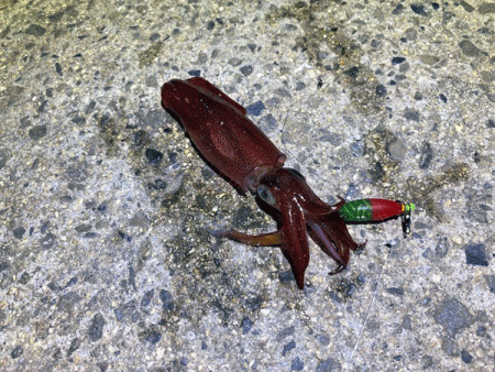 瀬戸内の島ケンサキエギング（2020-4)…