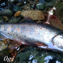 禁漁期目前の揖保川でアマゴ釣り