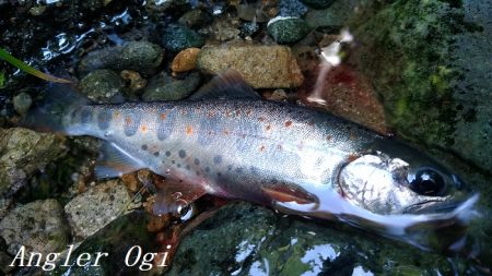 禁漁期目前の揖保川でアマゴ釣り