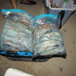 ジギング船 BLUEWATER 釣果