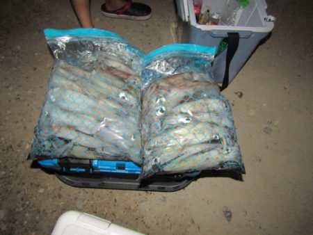 ジギング船 BLUEWATER 釣果