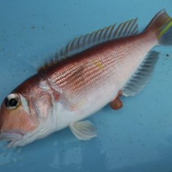 まるいち丸 ZERO-1 釣果