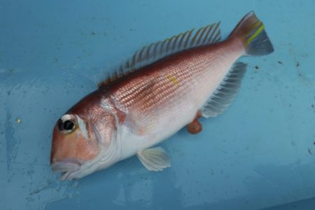 まるいち丸 ZERO-1 釣果