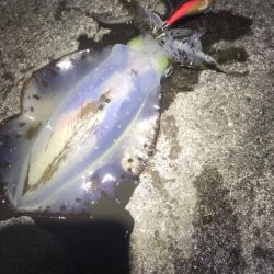 8月の和歌山でええのん釣れた夏イカエギング!