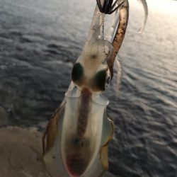 夏イカ狙いとカンパチ狙いで地磯釣行