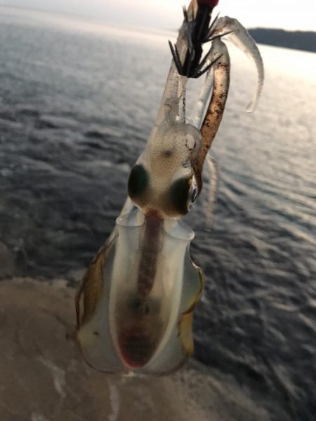 夏イカ狙いとカンパチ狙いで地磯釣行
