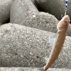 夏タチウオとエソ