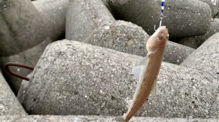 夏タチウオとエソ