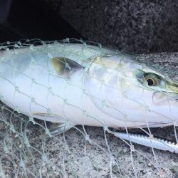 ２週間ぶりのツバス