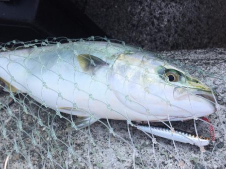 ２週間ぶりのツバス