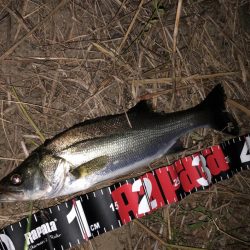 円山川シーバス