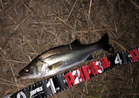 円山川シーバス