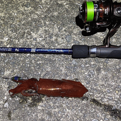 瀬戸内の島ケンサキイカエギング(2020-2)