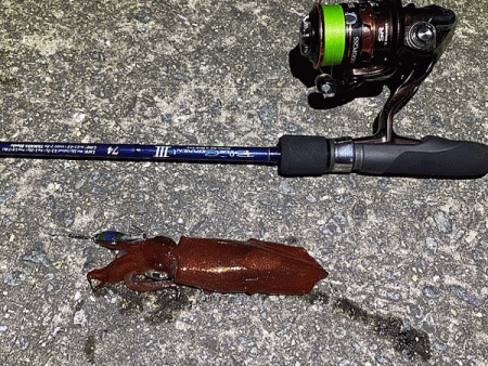 瀬戸内の島ケンサキイカエギング(2020-…