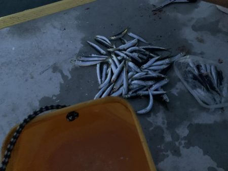 用事のついでに釣り