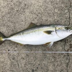 ハマチリベ達もノータチウオノーライフ