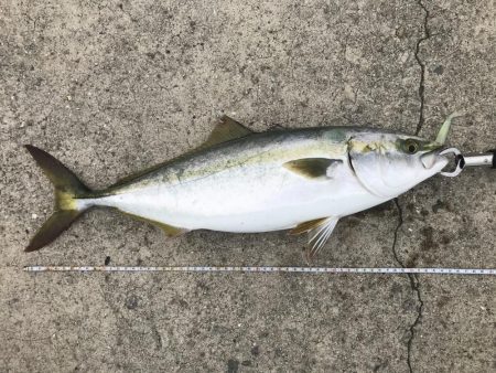 ハマチリベ達もノータチウオノーライフ