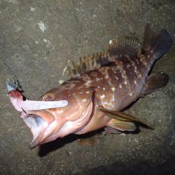 夏魚、アコウ !