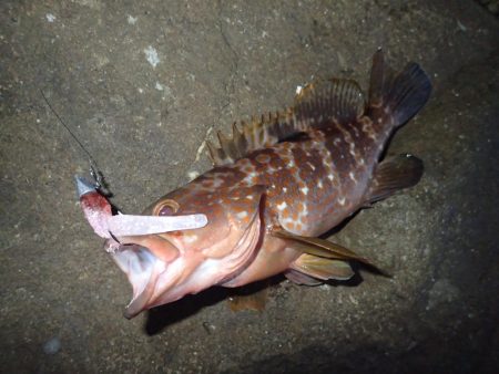 夏魚、アコウ !