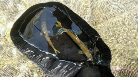 安曇川広瀬で友釣り