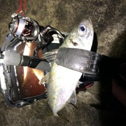 朝マズメアジング