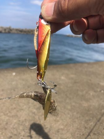 真っ昼間のマゴチ二発