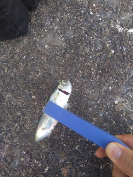 トリックサビキ