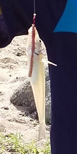 暑さも釣果も厳し目