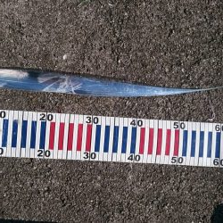 ショアジギ&飲ませ