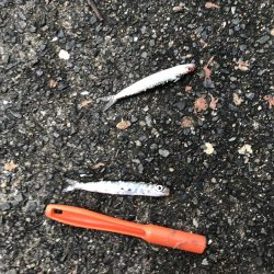 渋い三連休　最終日